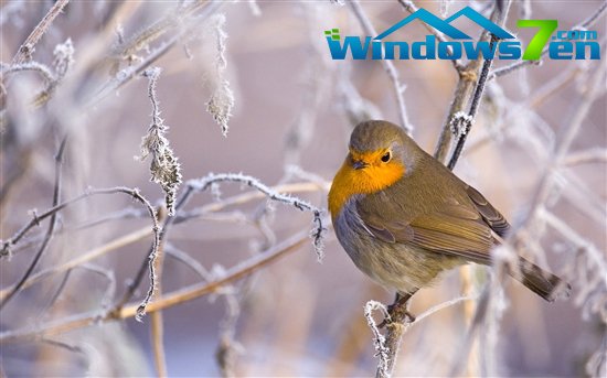 应景之作：Windows 7最新主题《冬雪》